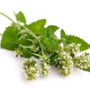 200 Lemon LEMONY CATNIP Nepeta Cataria Citriodora Herb Flower Seeds