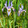 50 MISSOURI IRIS Missouriensis Rocky Mountain Blue Purple Yellow Flower Seeds
