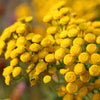 100 YELLOW TANSY Double Golden Buttons Fern Leaf Tanacetum Vulgare Flower Seeds