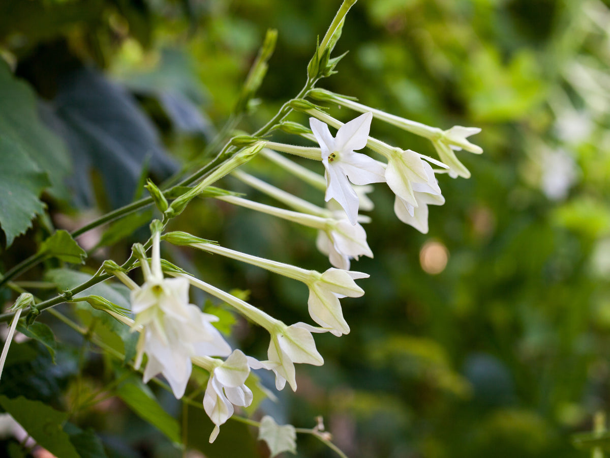 Jasmine Aztec Nicotiana Seeds – (Ornamental Flowering Tobacco) Nicotiana Alata Flower – photo 5