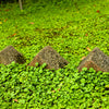 1000 DICHONDRA Repens aka Lawn Leaf Flower Evergreen Ground Cover Seeds
