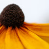100 YELLOW CONEFLOWER Ratibida Pinnata Flower Seeds