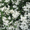 20 SWEET AUTUMN CLEMATIS Paniculata Fragrant White Flower Vine Seeds