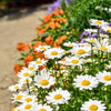 100 White DWARF CREEPING DAISY Chrysanthemum Paludosum Flower Seeds