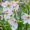 Jasmine Aztec Nicotiana Seeds – (Ornamental Flowering Tobacco) Nicotiana Alata Flower
