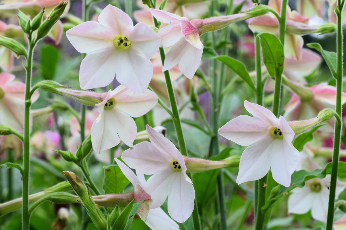 Jasmine Aztec Nicotiana Seeds – (Ornamental Flowering Tobacco) Nicotiana Alata Flower