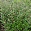 1000 COMMON MUGWORT Artemisia Vulgaris Wild Wormwood Herb Yellow Red Flower Seeds