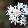 100 ARCTIC SWEET COLTSFOOT Petasites Frigidus Sun Shade Moist White Pink Flower Herb Seeds