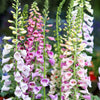 Seeds Mixed Foxglove Seeds – Digitalis Purpurea Flower – photo 2