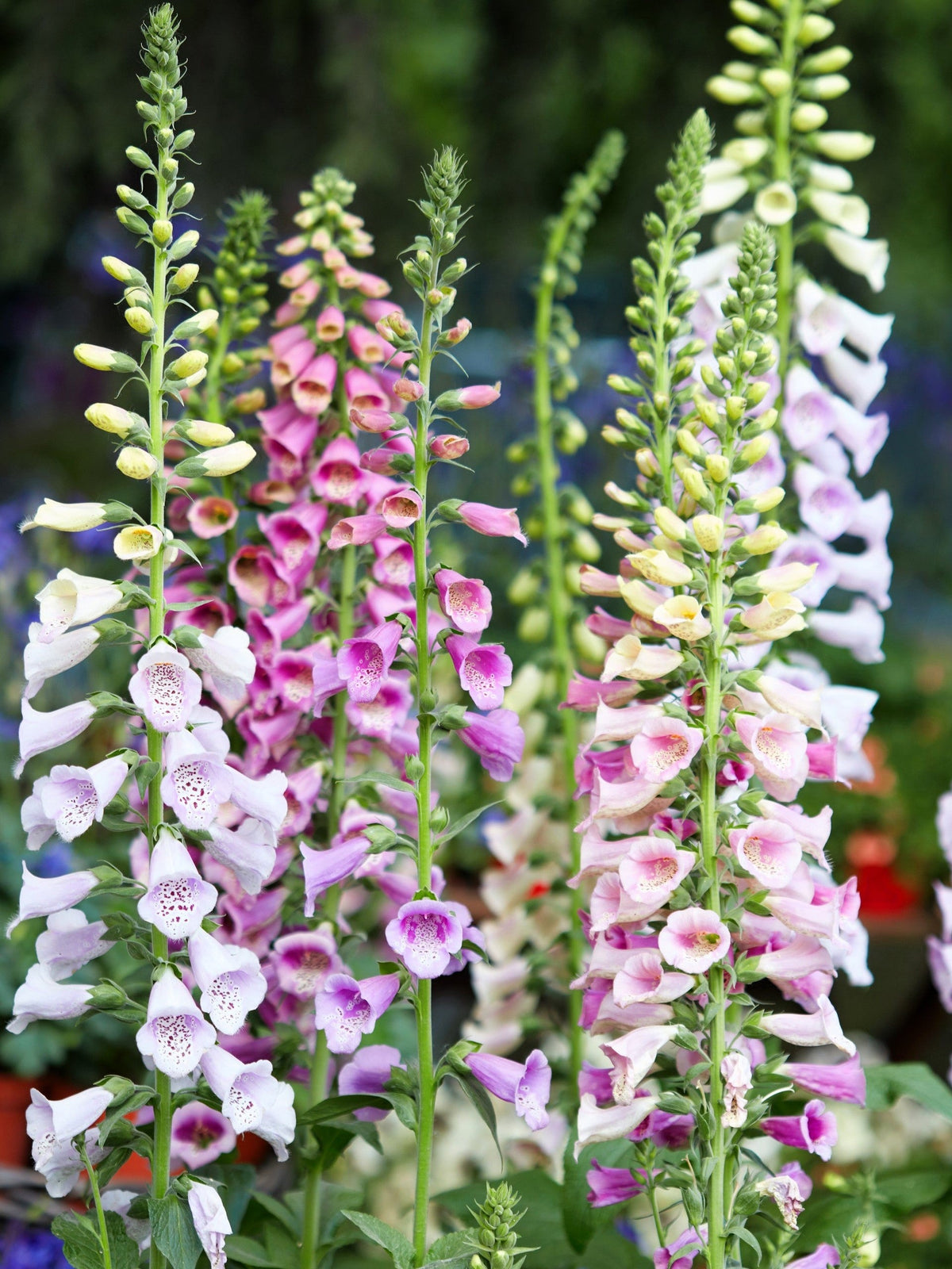 Seeds Mixed Foxglove Seeds – Digitalis Purpurea Flower – photo 2