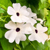 10 WHITE THUNBERGIA Alata VINE Black Eyed Susan Vine Flower Seeds
