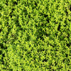 1000 LEMON THYME Thymus Pulegioides Herb Purple Flower Fragrant Evergreen Seeds