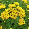 100 YELLOW TANSY Double Golden Buttons Fern Leaf Tanacetum Vulgare Flower Seeds