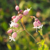 100 MAIDENSTEARS Silene Vulgaris aka Bladder Campion Maidens Tears Pink & White Flower Seeds