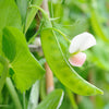 Oregon Sugar Pod Ii Seeds – Pea Pisum Sativum Macrocarpon Vegetable – photo 4