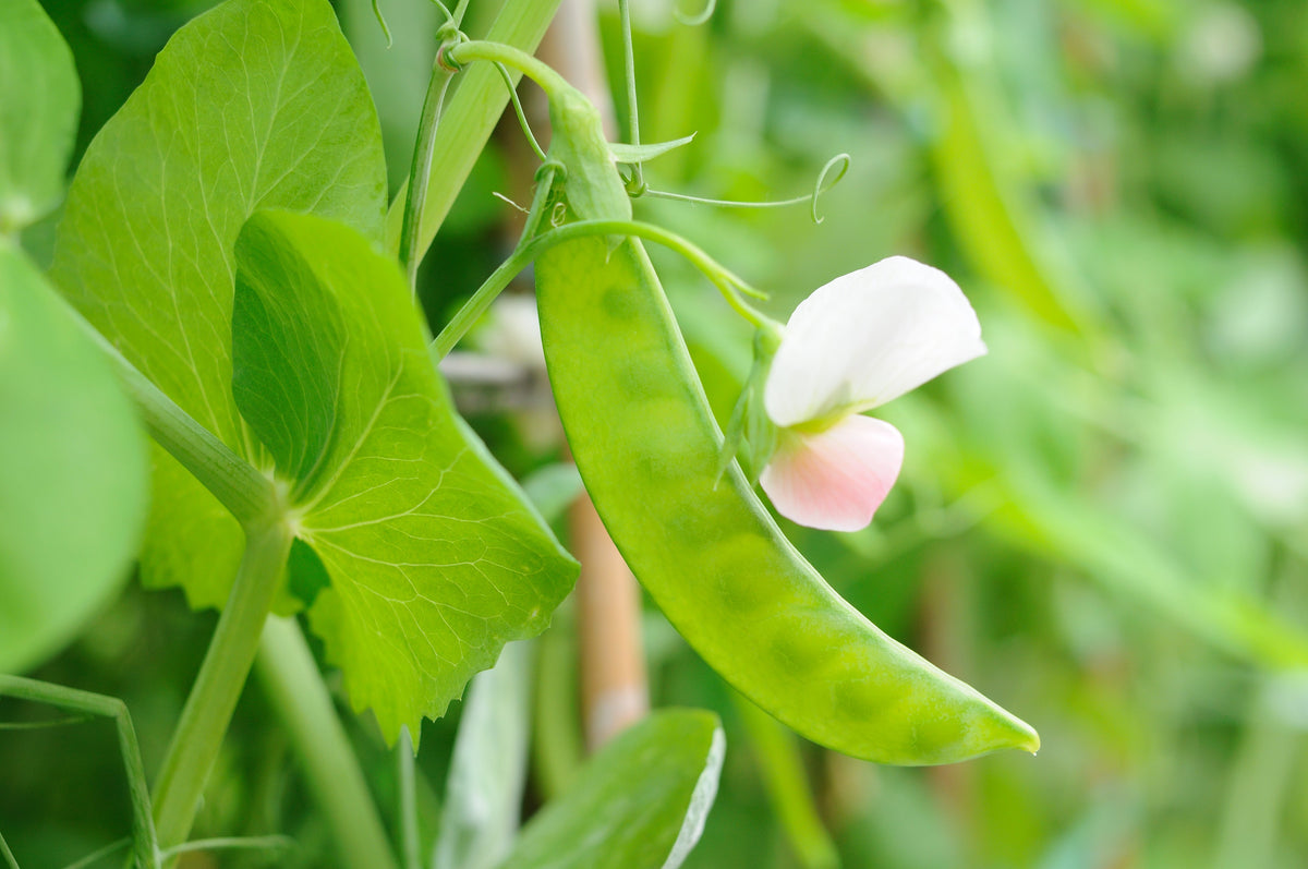 Oregon Sugar Pod Ii Seeds – Pea Pisum Sativum Macrocarpon Vegetable – photo 4