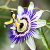 20 PURPLE PASSION FRUIT Passionflower Granadilla Passiflora Edulis Flower Vine Seeds