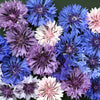 1000 Mixed BACHELORS BUTTON CORNFLOWER Centaurea Seeds