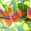 3 NEMAGUARD PEACH TREE Prunus Persica Fruit Pink Flower Seeds