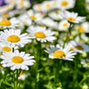 1000 DWARF White SHASTA DAISY Chrysanthemum Maximum Flower Seeds