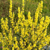 150 YELLOW VERBASCUM Thapsus Common Mullein Flower Herb Seeds