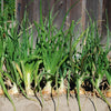 Texas Early Grano Onion Seeds – Large Sweet Yellow Allium Cepa Vegetable – photo 4