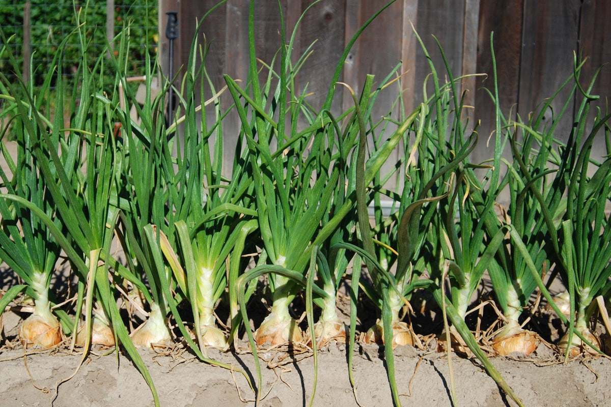 Texas Early Grano Onion Seeds – Large Sweet Yellow Allium Cepa Vegetable – photo 4