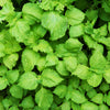 300 GREEN SHISO aka PERILLA Frutescens Ornamental Herb Seeds Green & Purple