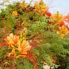 5 DESERT BIRD OF PARADISE Shrub Caesalpinia Gilliesii Poinciana Red & Yellow Flower Seeds