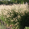 25 Dwarf Purple CHINESE FOUNTAIN GRASS Pennisetum Alopecuroides Hardy Ornamental Seeds