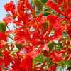 10 ROYAL POINCIANA TREE Delonix Regia aka Red Flame Flamboyant Tree Peacock Flower Seeds