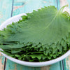 300 GREEN SHISO aka PERILLA Frutescens Ornamental Herb Seeds Green & Purple