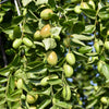 5 JOJOBA Simmondsia Chinensis Fruit Nut Oil Evergreen Shrub Seeds