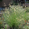 1000 BLUE GRAMA GRASS Gramma Bouteloua Gracilis Flower Mosquito Grass Seeds