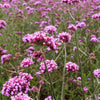 250 COMMON VERVAIN Verbena Officinalis European Herb Pink Purple Flower Seeds