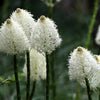 100 BEAR GRASS aka Bear LILY Beargrass Ornamental Xerophyllum Tenax Flower Seeds