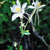 25 CRYSTAL STAR White COLUMBINE Aquilegia Caerulea Flower Seeds