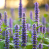 500 PURPLE ANISE HYSSOP (Licorice Mint / Blue Giant) Agastache Foeniculum Herb Flower Seeds