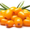 100 SEABERRY Sea Buckthorn Elaeagnus Hippophae Rhamnoides Orange Berry Fruit Shrub Yellow Flower Silver Foliage Seeds