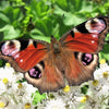 100 PEARLY EVERLASTING Anaphalis Margaritacea Fragrant Butterfly Flower Seeds