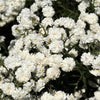 150 PEARL YARROW White Double Achillea Ptarmica Herb Flower Seeds