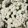 150 PEARL YARROW White Double Achillea Ptarmica Herb Flower Seeds