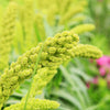 50 LIMELIGHT SPRAY MILLET Light Lime Green Flower Setaria Italica Grass Seeds