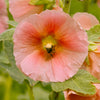 25 PEACH HOLLYHOCK Alcea Rosea Flower Seeds Perennial