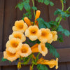 10 YELLOW HUMMINGBIRD TRUMPET Vine Flower Campsis Radicans Flava Climber Seeds