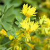 10 CANARY CREEPER NASTURTIUM Vine Tropaeolum Peregrinum Yellow Canarybird Flower Seeds