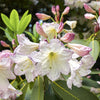 50 FORTUNE RHODODENDRON Fortunei Shrub Rose Pink Mauve White Flower Seeds