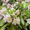 50 FORTUNE RHODODENDRON Fortunei Shrub Rose Pink Mauve White Flower Seeds