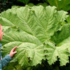 10 GUNNERA MANICATA 6' Leaves! Giant Rhubarb Dinosaur Plant Moist Shade Red Flower Seeds