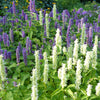 30 MIXED COLORS AGASTACHE Aurantiaca Cana Hummingbird Mint Hyssop Flower Seeds